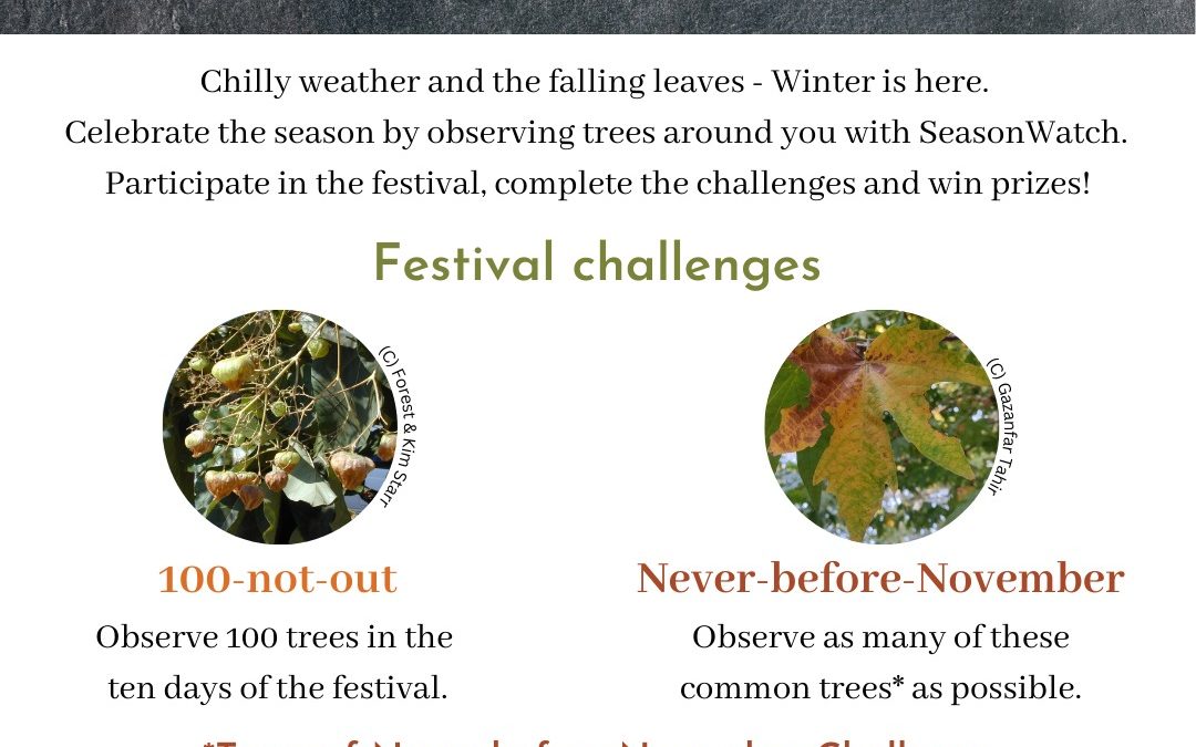 November Tree Festival ~ Season Watch